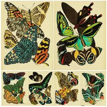 Цветной образец бабочки, художественный постер и печать, украшение для дома, карта знаний о насекомых, ретро настенная живопись маслом 21cm30cm NoFrame