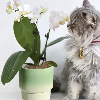Цветочный горшок, декоративный горшок для растений, современный держатель для растений, креативный цветочный горшок, керамический горшок для двора, офиса, украшения дома