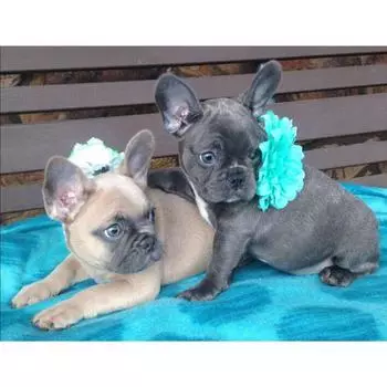 Цветок Diy SqiDiamond Картина Вышивка крестом Головоломка 5D Полный круглый алмаз вышивка 20X30CM