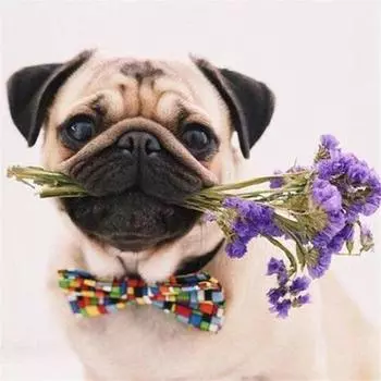 Цветы Diy Алмазная вышивка 5D Алмазная ремесленная картина Алмазная алмазная настенная живопись Декор 20x20CM