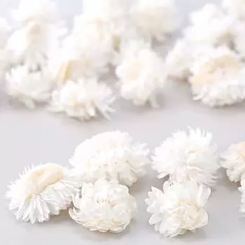 Daichi Farm Dried Flower Helichrysum Head approximately 10g 2~4cm DO032130-011