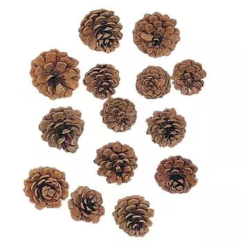 Daichi Farm Natural Materials Pine Ассорти Размеры N Caps, (50 шт.) ДО24207-000