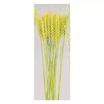Daichi Farm Сушеные цветы пшеницы NG (40 штук) ДО50080-020