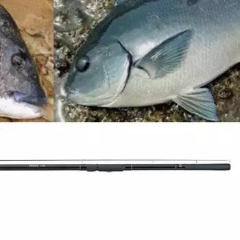 DAIWA DAIWA Isogo Breakwater Legal 1,5 3 1,5 53