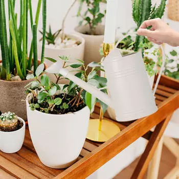 Decorative Sprinkler Can for Home Flower Care 2L белый