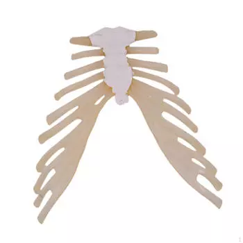 Демонстрационная модель грудины. Учебное пособие по структурному обучению органов.