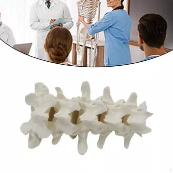 Демонстрационная модель позвоночника человека. Образовательный инструмент для обучения в классе для мальчиков и