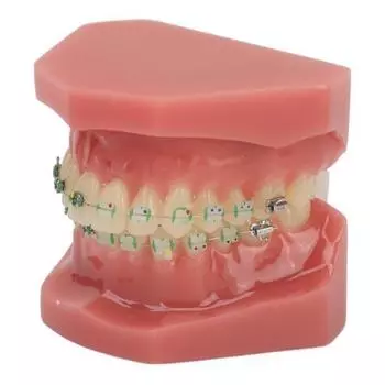 Демонстрационная стоматологическая модель Зубы Модель с металлической проволокой и для обучения