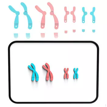 Демонстрационный комплект для изучения модели хромосомных изменений. Учебные пособия по биологии для школьников. Red Blue