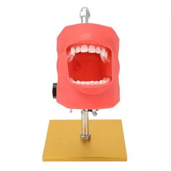 Dental Teaching Teeth Model Stainless Steel Demonstration Display Teeth Model Bracket