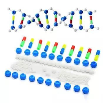 Deoxyribonucleic Acid Models Double Helix DNA Models Set DNA Structure Models For Educational And Biology Teaching