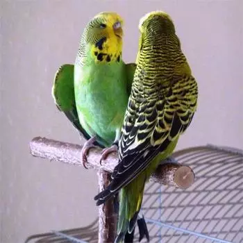 Деревянная клетка-качели для домашних животных, птиц, попугаев, Т-образная игровая подставка, жевательная игрушка для окуня