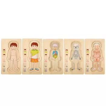 Деревянная структура человеческого тела многослойная кирпичная игрушка ранняя образовательная интеллектуальная игрушка(мальчик)