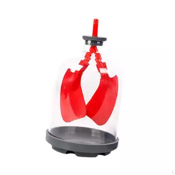 Дети обучают легкие Демонстрационная модель Биологический реквизит Сборка своими руками Дыхание красный