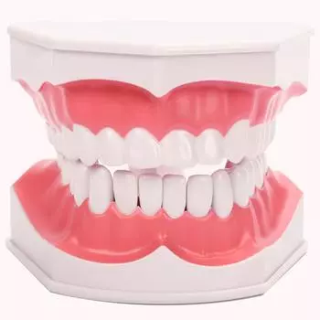 Детская модель зубов для раннего обучения чистке зубов, съемные нижние зубы, размер 2x для обучения в детском саду ABS