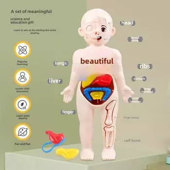 Детская научная игрушка: Сборка модели человеческого органа для раннего образования