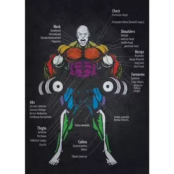 Диаграмма анатомии мышц Цитаты Холст Живопись Постер для тяжелой атлетики Принт Цветные картинки Комната мальчика в спортзале Настенный декор для дома 21cm30cm NoFrame