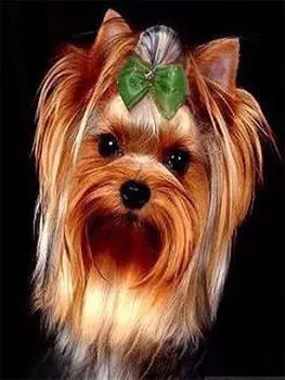 Diamond Painting Pet Dog 5D Алмазная мозаика Наборы для вышивки крестом EmbroideryDiamond Painting Kits Full Drill 15*20cm