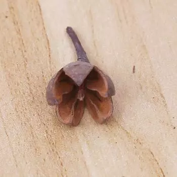 Дикие натуральные сухоцветы, сухофрукты, натуральные сосновые шишки, фрукты-кресты в форме паспарту, декоративные украшения, реквизит для фотографий