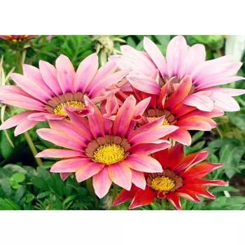 DIY 3D Алмазная картина Цветы Вышивка Крестом Стежок Главная Декор Full Round 20x25CM