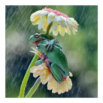 DIY 3D Алмазная картина Дождь лягушки Вышивка Крестом Ремесло Стежок Домашний декор Full Round 20x20CM