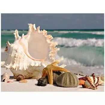 DIY 3D Алмазная картина Раковина Вышивка Крестом Стежок Домашний декор Full Round 20x25CM