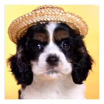 DIY 3D Алмазная картина Щенок Вышивка Крестом Стежок Главная Декор Full Round 20x20CM