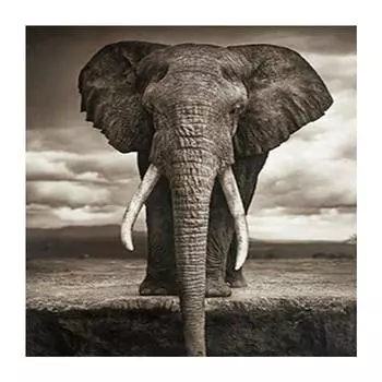 DIY 3D Алмазная картина Слон Вышивка Крестом Стежок Главная Декор Full Round 20x20CM