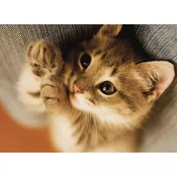 DIY 3D Алмазная картина животное кошка вышивка крестиком домашний декор Full Round 20x25CM