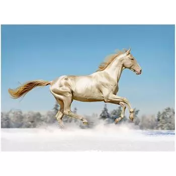 DIY 3D Алмазная картина Животное Лошадь Вышивка Крестом Стежок Главная Декор Full Round 20x25CM