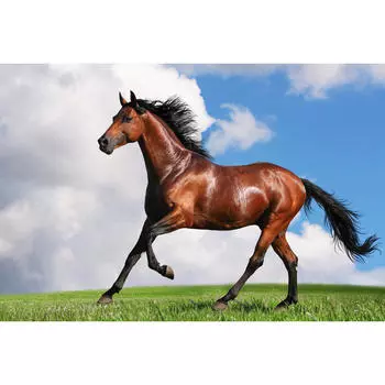 DIY 3D Алмазная картина Животное Лошадь Вышивка Крестом Стежок Главная Декор Full Round 20x25CM