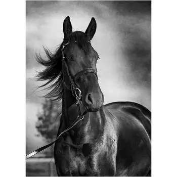 DIY 3D Алмазная картина Животное Лошадь Вышивка Крестом Стежок Главная Декор Full Round 20x25CM