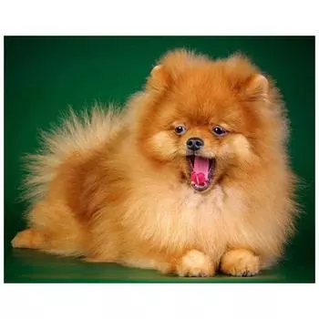 DIY 3D Алмазная картина животное собака вышивка крестиком домашний декор Full Round 20x25CM