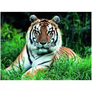 DIY 3D Алмазная картина Животное Тигр Вышивка Крестом Стежок Главная Декор Full Round 20x25CM