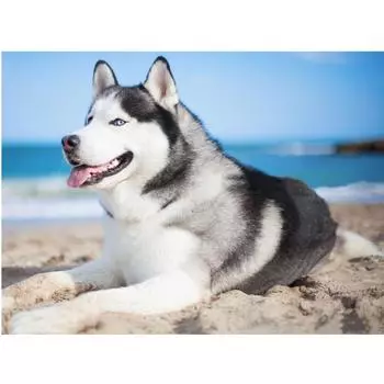 DIY 5D Алмазная картина Хаски Собака Полный круглый Алмазная мозаика Домашнее украшение Вышивка 20X30CM