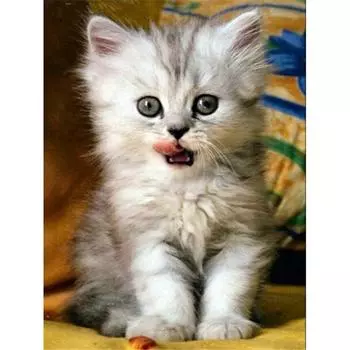 DIY 5D Алмазная картина Кошка Животное Мозаика Алмазная вышивка Крестиком 20X30CM