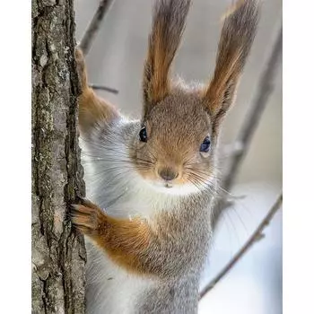 DIY 5D Алмазная картина Лесной кролик Вышивка крестом Домашнее украшение Алмазная вышивка 20X30CM