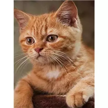 DIY 5D Алмазная картина Мейн-кун Кошка Вышивка крестиком Мозаика Алмазная вышивка Рукоделие 20X30CM