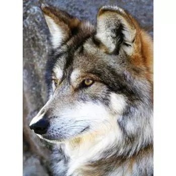 Diy 5d Алмазная картина Набор Полная дрель Квадратная Алмазная вышивка Стразы Вышивка Стены Искусства Full Round 20X30CM