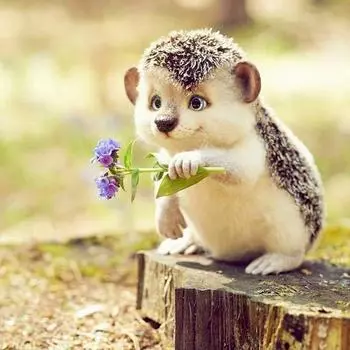 DIY 5D Алмазная картина Рукоделие Узоры Ежик Алмазная вышивка Наборы страз Алмаз 20x20CM