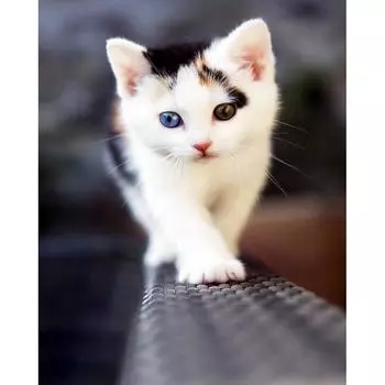 DIY 5D Алмазная картина Вышивка крестиком Черно-белая кошка Мозаика Алмазная вышивка Рукоделие 20X30CM