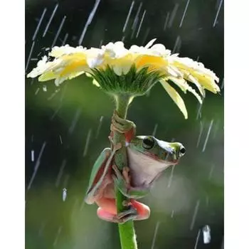 DIY 5D Алмазная картина Вышивка крестом Цветочная лягушка Алмазная вышивка Рукоделие 20X30CM