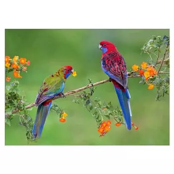 DIY 5D Алмазная картина Животное Круглая Алмазная Мозаика Домашнее украшение Вышивка 20X30CM