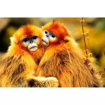 DIY 5D Алмазная вышивка Две милые обезьяны Узор Алмазная картина Стразы Мозаика Наборы для вышивки крестом Декор 20X30CM