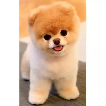 DIY 5D алмазная вышивка крестиком милая собака квадратная / круглая алмазная вышивка мозаика искусство украшения дома Full Square (20X30CM)