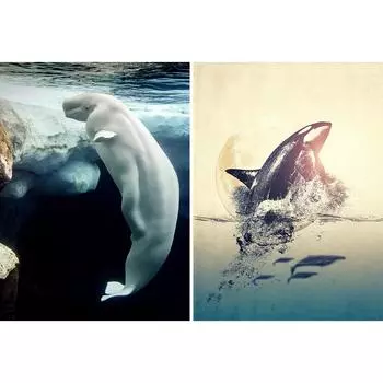 DIY 5D алмазная живопись Дельфин горный хрусталь художественная картина полная алмазная вышивка животное мозаика подарок набор для вышивки крестом домашний декор Full Round 20x30CM