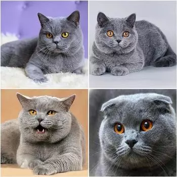 DIY 5D алмазная живопись кошка мозаика полная круглая дрель Алмазная вышивка цветок вышивка крестиком горный хрусталь животное настенное искусство домашний декор Full Round 20x20CM