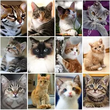 DIY 5D алмазная живопись полная круглая дрель со стразами кошка Алмазная вышивка животные набор для вышивки крестом настенный художественный подарок домашний декор Full Round 20x30CM