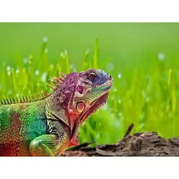 DIY 5D алмазная живопись полная круглая ящерица животное для взрослых Алмазная вышивка мозаика распродажа украшение дома подарок Full Round 20x30CM