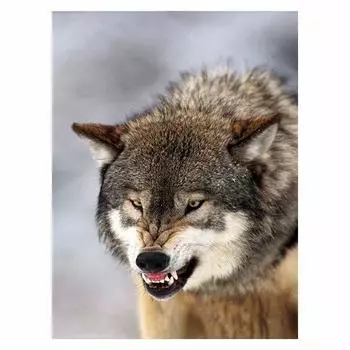 DIY 5D алмазная живопись волк полная алмазная живопись луна алмазная живопись пейзаж горный хрусталь фотографии домашний декор Full Round 20x25CM